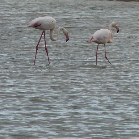 Kasa Blanca * Olhão