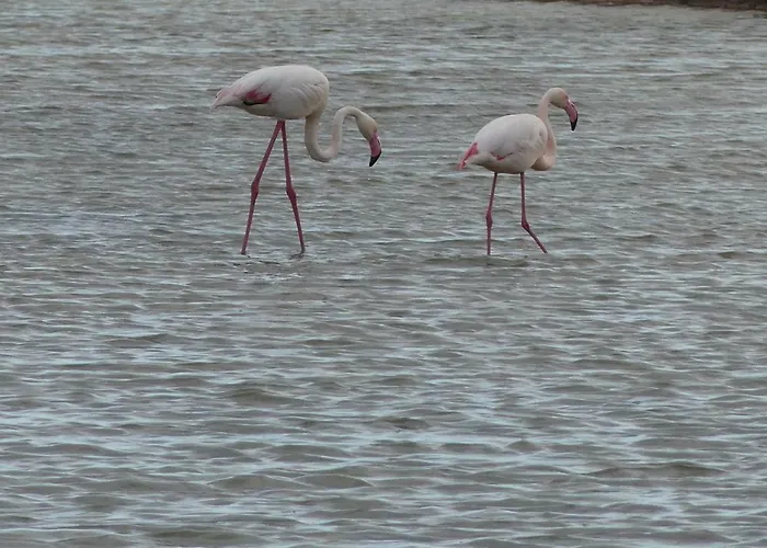 Kasa Blanca * 奥良