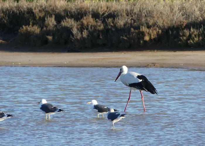 Kasa Blanca * 奥良